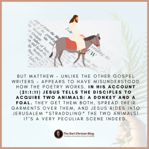 But Matthew – unlike the other Gospel writers – appears to have misunderstood how the poetry works.  In his account (21:1:11) Jesus tells the disciples to acquire two animals: a donkey and a foal.   They get them both, spread their garments over them, and Jesus rides into Jerusalem *straddling* the two animals!   It’s a very peculiar scene indeed.